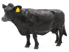 Little Buster Angus Cow SUPER DURABLE Made of solid